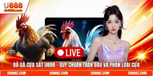 Đá Gà Cựa Sắt U888 - Quy Chuẩn Trận Đấu Và Phân Loại Cựa